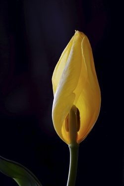 Sibernie James-Bosch | Eternal Flame