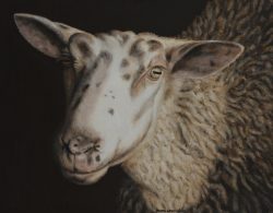 Donna Greenstein | Sheep IV