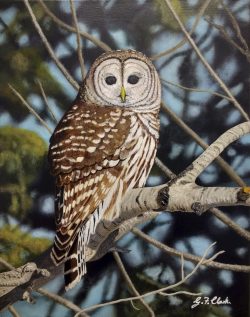 Geoff Clarke | Wide Awake